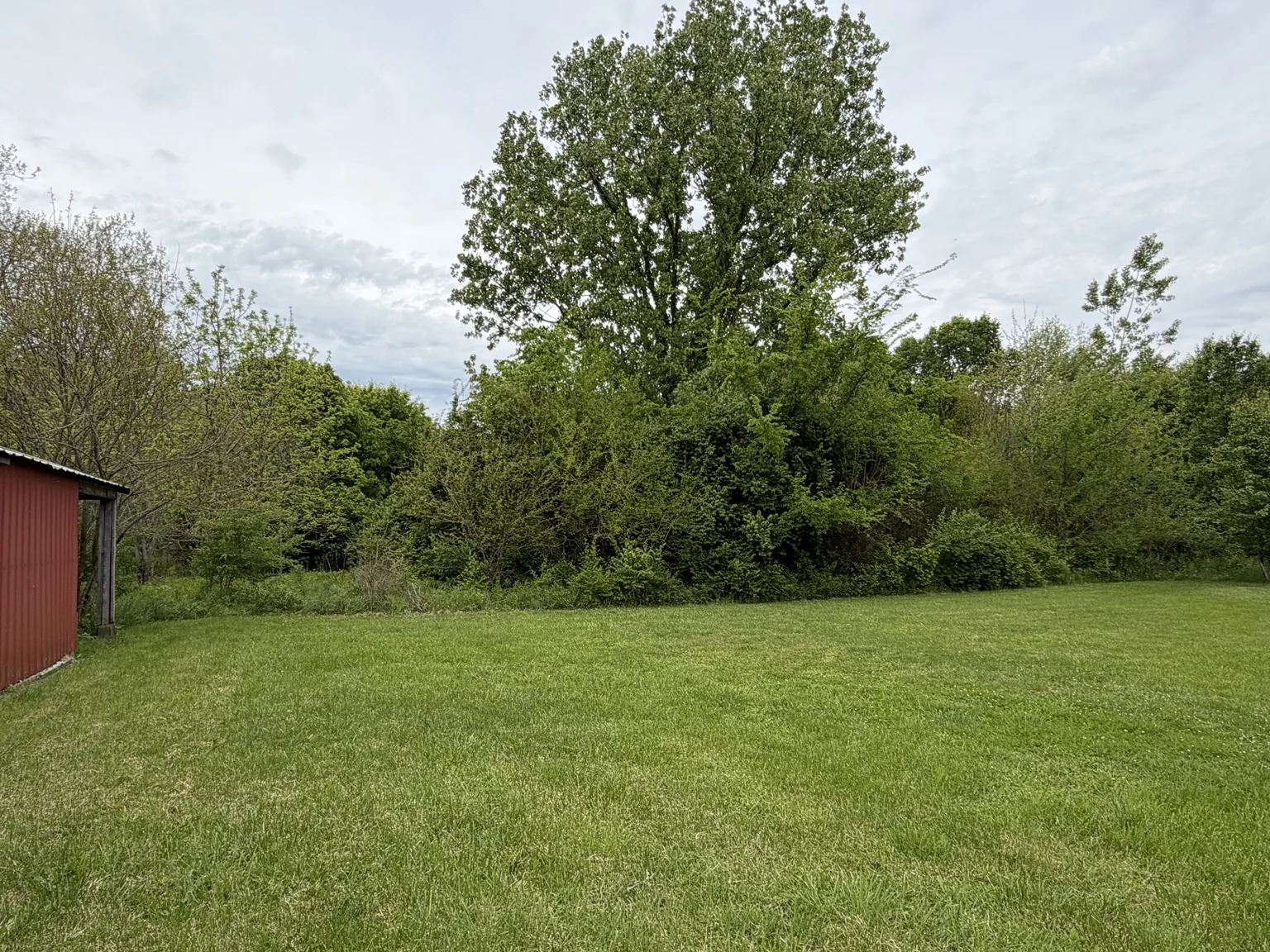 Open woodland after underbrush clearing