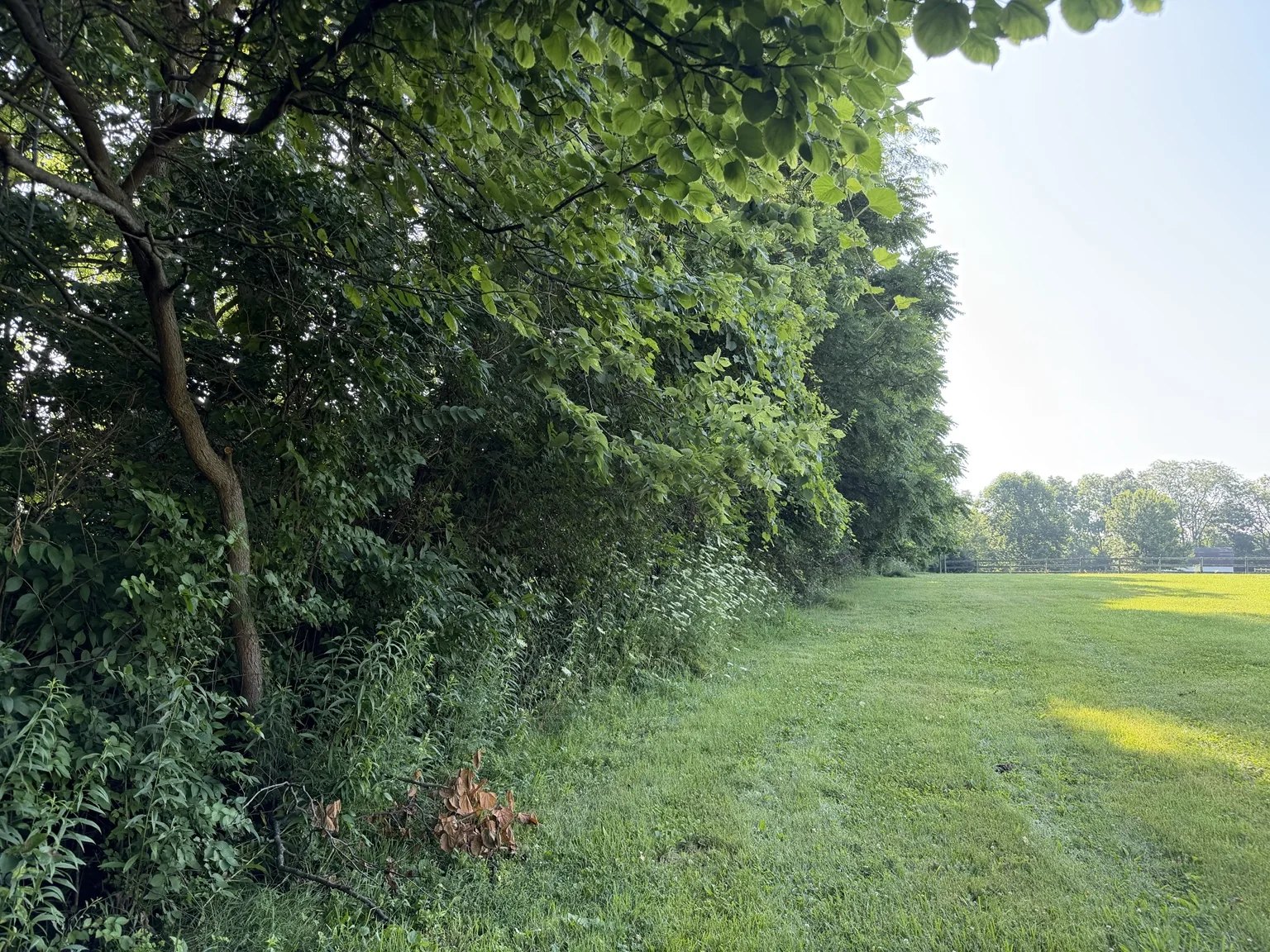 Clean fence row and field edge after clearing